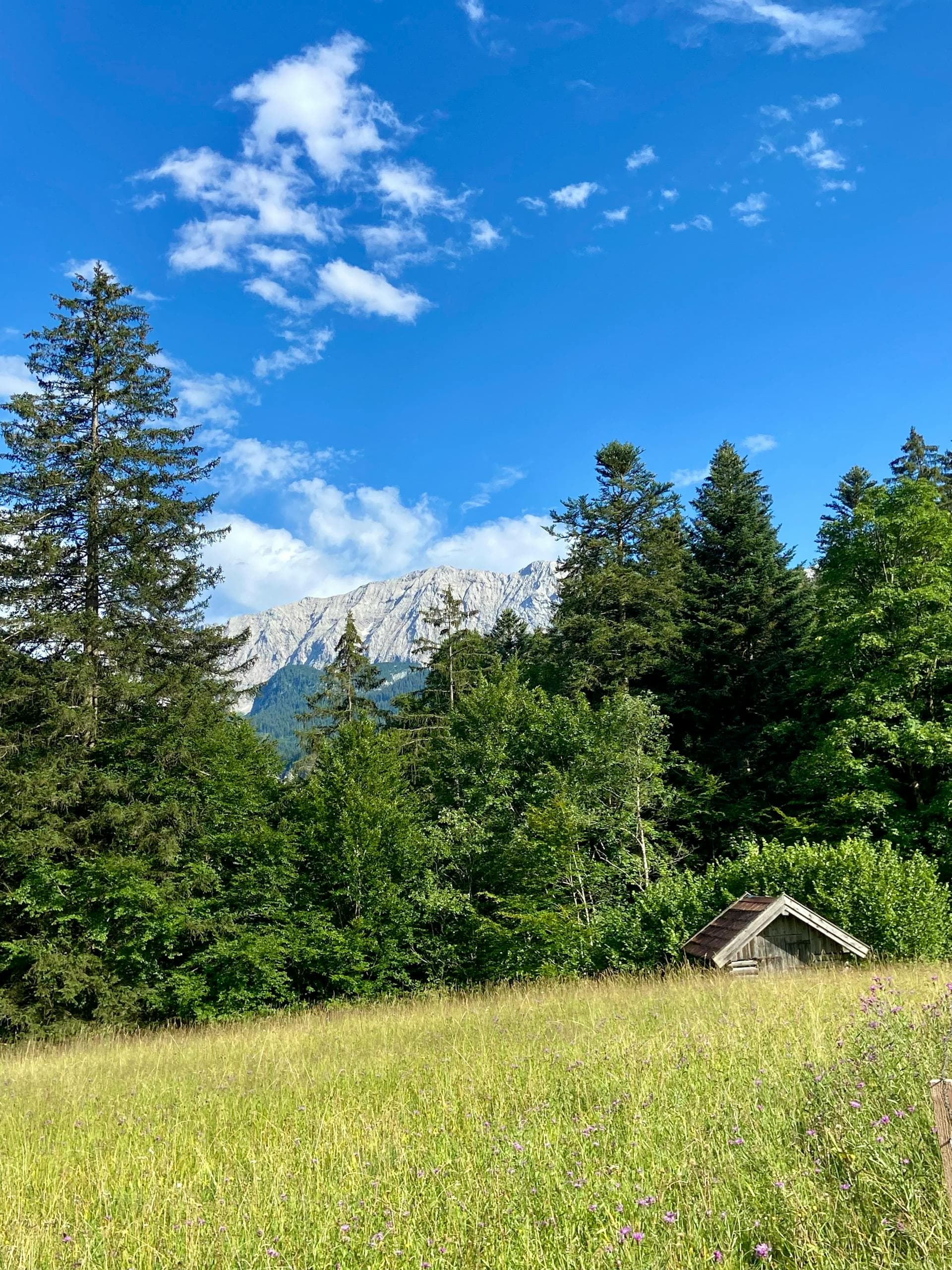 A green mountain meadow and pine forest beneath the Wasatch peaks in the Heber Valley, Utah.